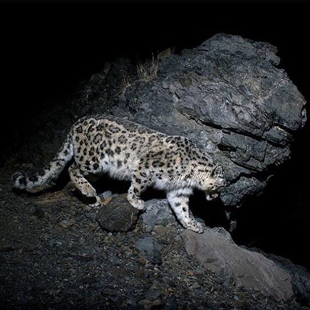 A snow leopard prowls on rocks in the dark, its spotted coat blending with its environment. 