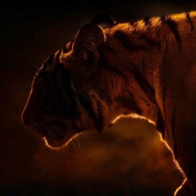 A majestic tiger is silhouetted against a warm glow, creating a dramatic and artistic wildlife image.