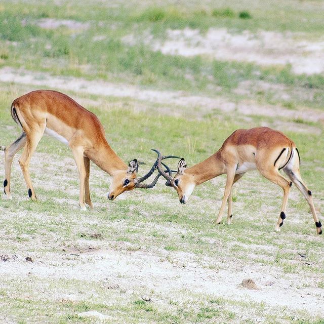 Two impalas lock horns in a display of strength and dominance on the savanna.