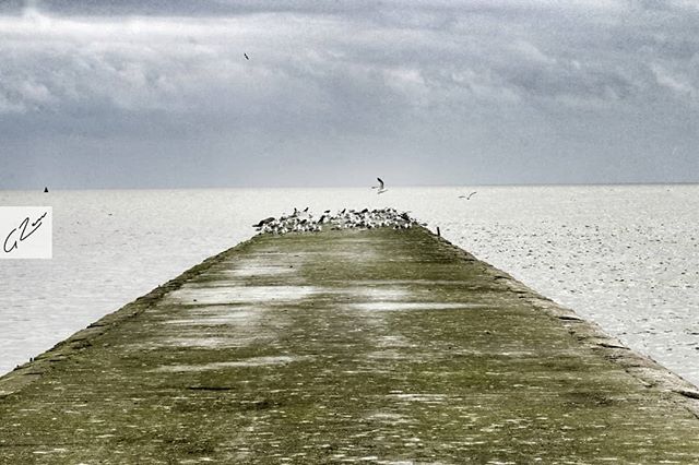A concrete jetty stretches into a calm sea with a flock of birds, under a gray sky, capturing a tranquil coastal scene.