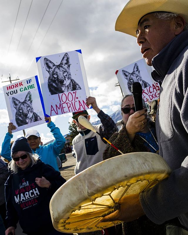 A group of people protesting with signs about coyotes and playing a drum.