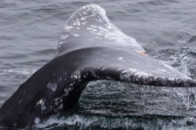 A whale's tail emerges from the ocean, showcasing the beauty and power of marine life in its natural habitat.