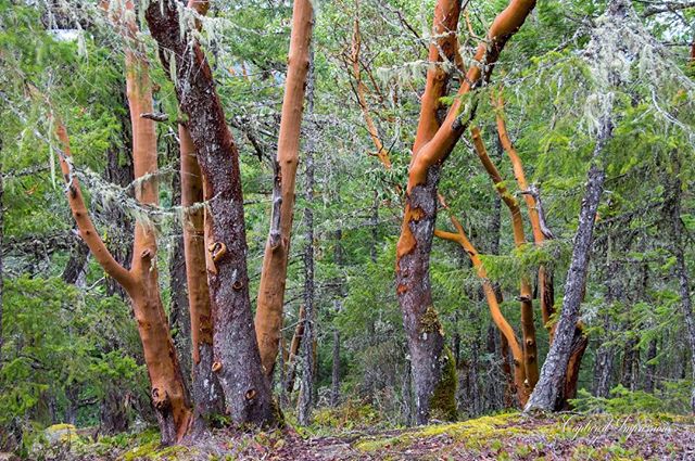 Arbutus trees stand in a lush, green forest, their orange bark contrasting with the surrounding greenery.