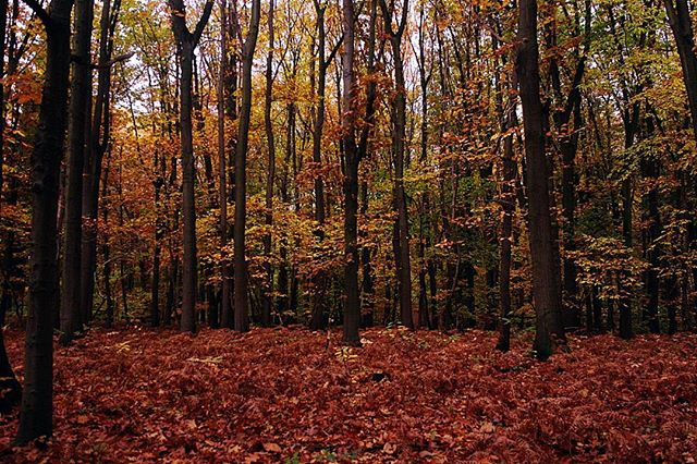 A tranquil forest scene features autumn leaves and tall trees in a woodland setting, ideal for nature backgrounds.
