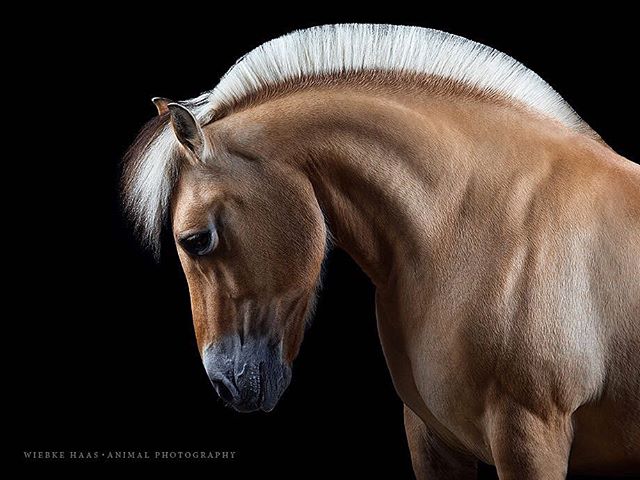 A close-up photo of a tan horse with a white mane against a black background.