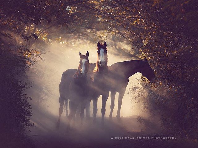 Three horses stand in a misty forest clearing, bathed in soft, ethereal light, creating a serene and dreamlike scene.