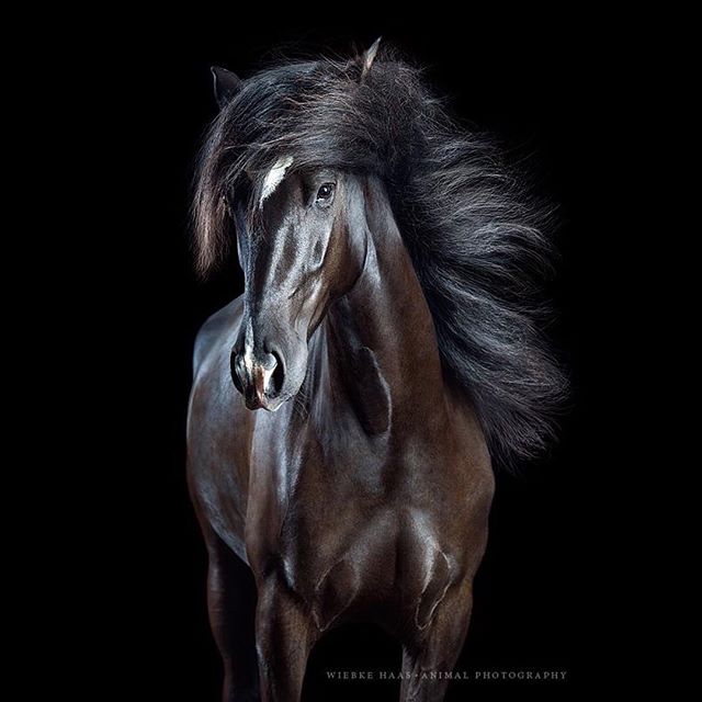 Elegant portrait of a black horse with a flowing mane against a black backdrop.