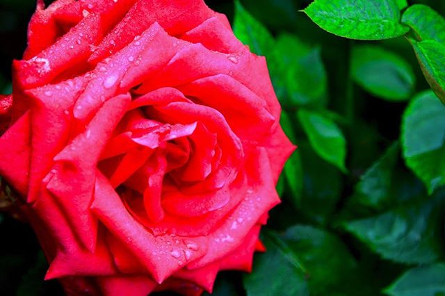 A vibrant red rose with water droplets on its petals, surrounded by lush green leaves in a garden setting.