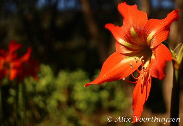 A vibrant amaryllis flower in full bloom, with blurred greenery in the background.