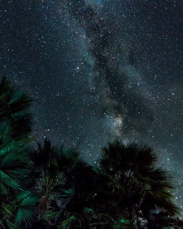 A tranquil night scene with the Milky Way shining above the silhouettes of palm trees under a starry sky.