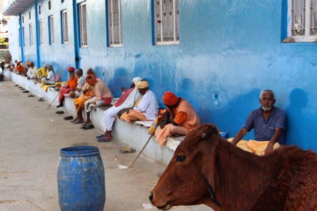 A group of people sit outside a blue building in India with a brown cow in the foreground.