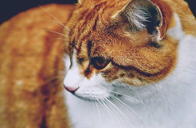 A close-up shot of a ginger and white cat. The cat is looking down and to the side with a thoughtful expression.