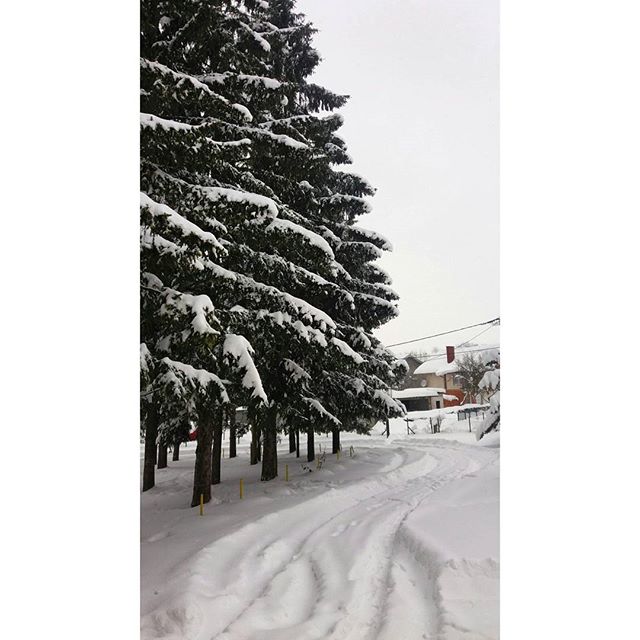 A snow-covered path winds past snow-laden trees towards a house in a serene winter scene.