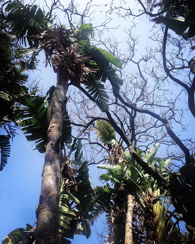 A low angle shot looking up at palm and deciduous trees against a clear blue sky creating a tranquil natural scene.