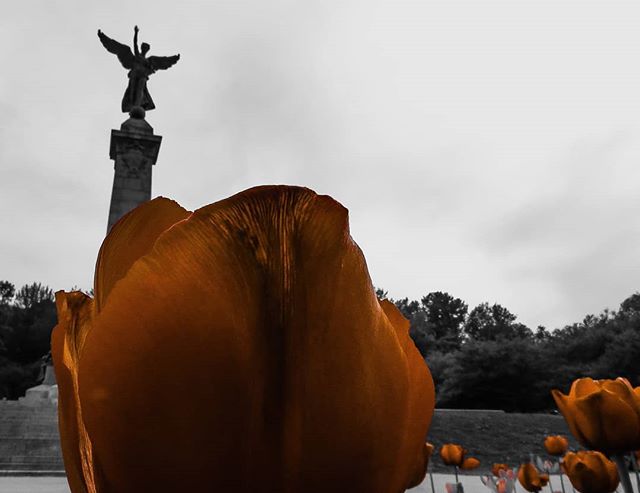 A vibrant orange tulip stands in stark contrast to the monochrome monument backdrop, creating a tranquil park scene.