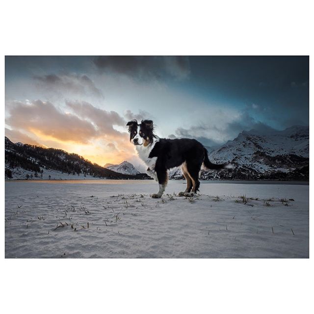 An Australian Shepherd stands in a snowy winter landscape against a mountain backdrop.
