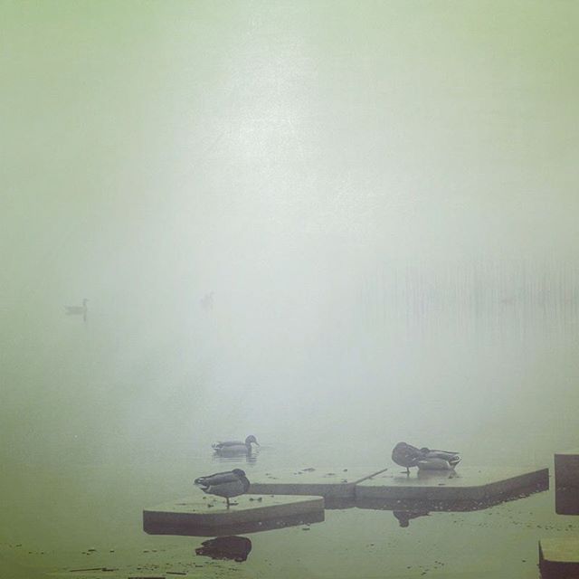 A foggy lake scene with ducks resting on platforms creates a calm, tranquil atmosphere.