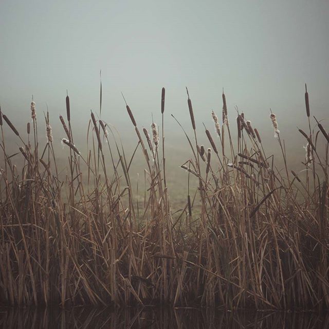 A serene scene of cattails in a misty wetland, creating a tranquil and natural outdoor backdrop.