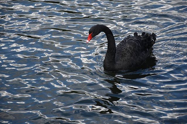 A black swan swims peacefully on a lake, its dark feathers contrasting with the water's blue tones.