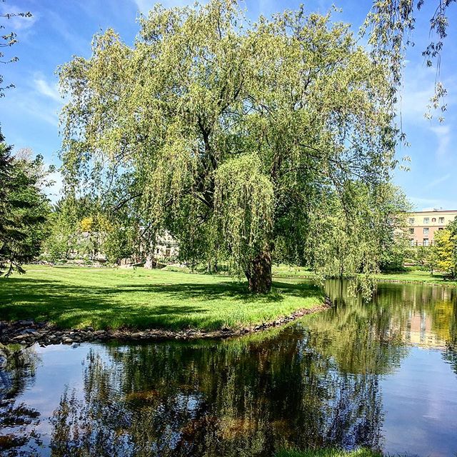 A large tree is reflected in the calm waters of a pond in a park setting on a sunny day.