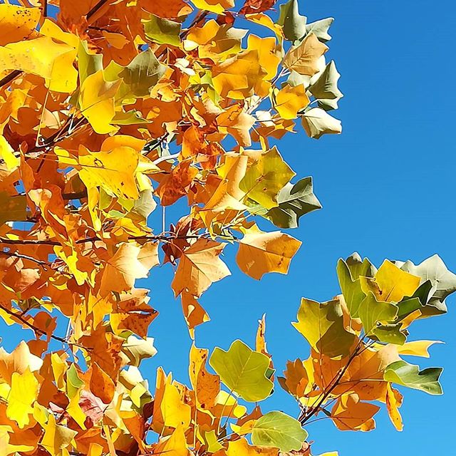 Vibrant autumn leaves against a clear blue sky create a tranquil natural scene.