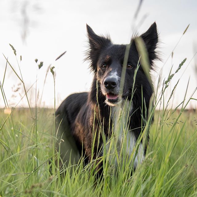 A striking black and white Border Collie dog stands amidst tall green grass in a serene outdoor field.