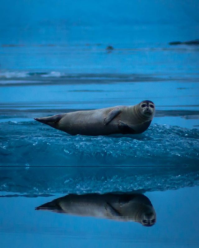 A seal rests on an ice floe, its reflection visible in the calm blue water.