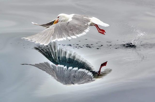A seagull dives into the water, creating a splash with its reflection visible on the surface.