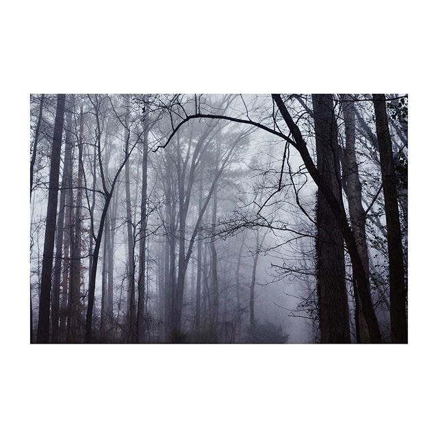 A monochromatic photo showing tall bare trees in a foggy forest, creating a moody and mysterious atmosphere.