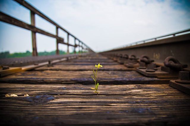 A small flower grows between the wooden beams of railroad tracks, symbolizing hope and resilience.