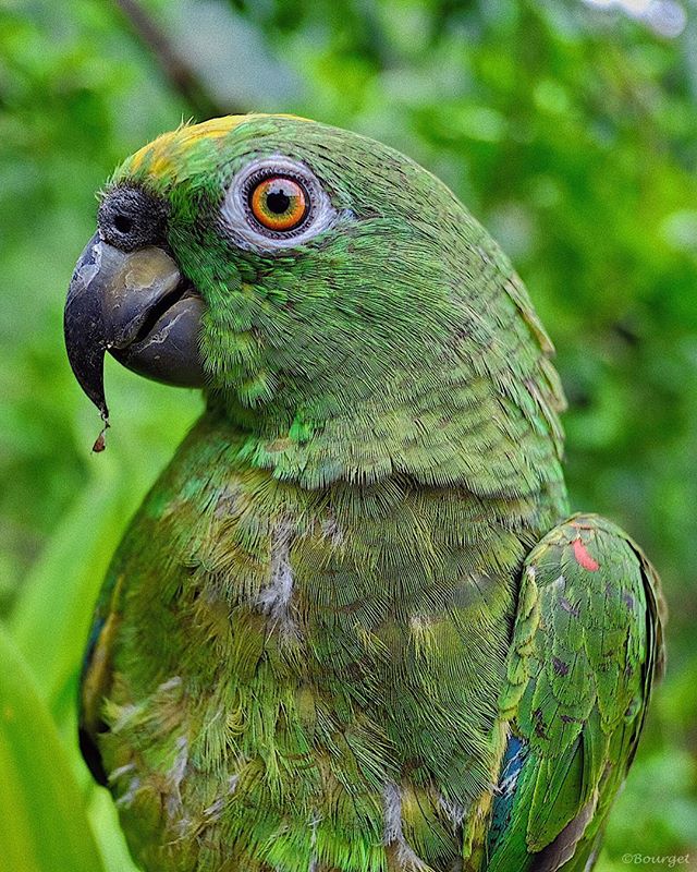 A vibrant green parrot sits perched in a lush, natural setting, showcasing nature's beauty.