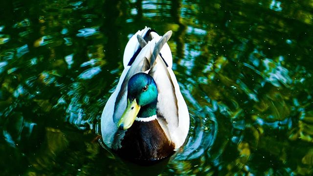 A mallard duck swims serenely in a green pond, creating a peaceful nature scene. Ideal for nature lovers.