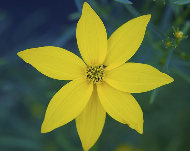 A vibrant yellow coreopsis flower in full bloom, showcasing its delicate petals and intricate center in a garden setting.