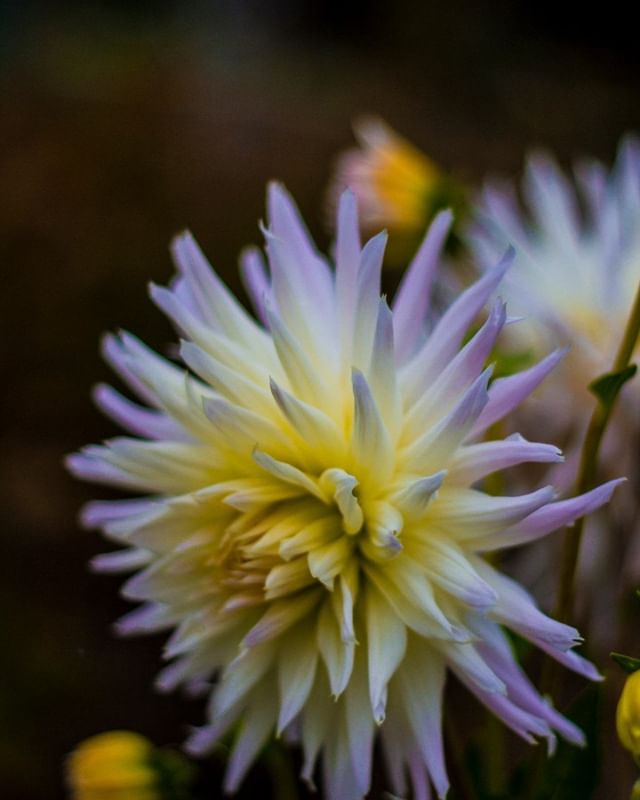 A close-up shot showcases a beautiful white and yellow dahlia flower with delicate petals.