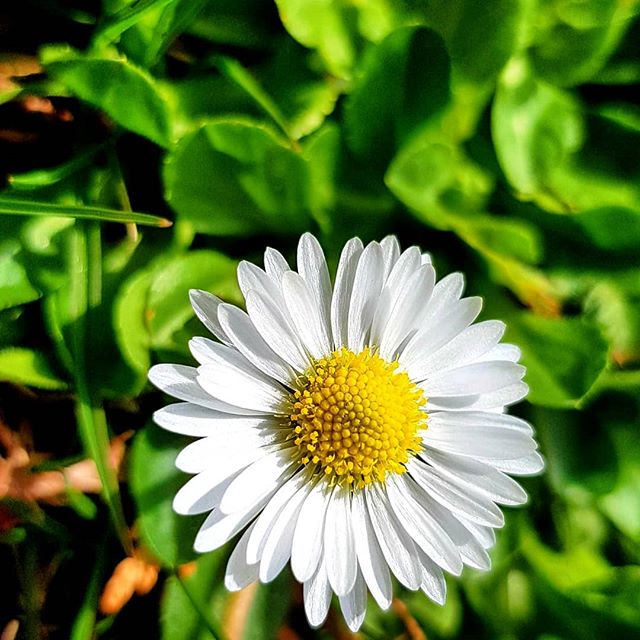A bright, close-up shot of a daisy with white petals and a yellow center, surrounded by green leaves.