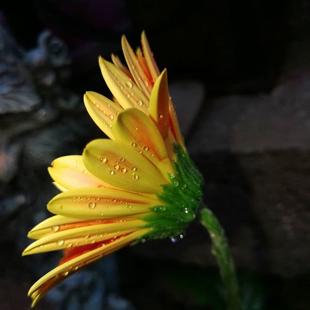 A close-up shot of a yellow gerbera flower with water droplets on its petals.