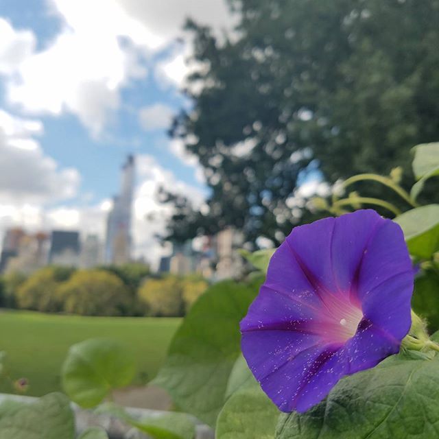 A vibrant purple flower blooms in Central Park, with the city skyline blurred in the background.