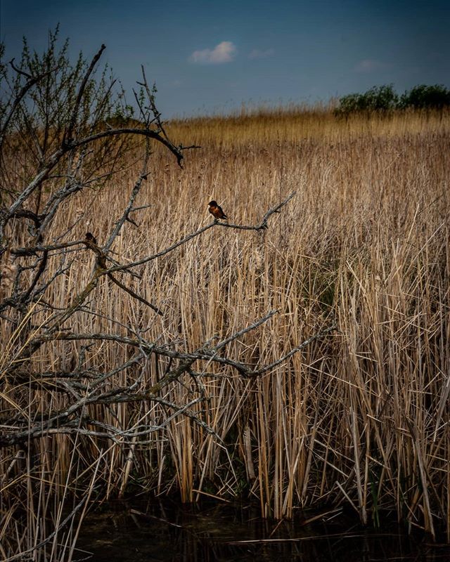 A bird sits on a branch surrounded by tall grass in a tranquil natural setting, ideal for backgrounds or nature themes.