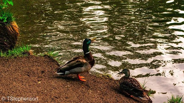 Two mallard ducks rest peacefully on the edge of a pond, enjoying the calm waterside scenery.