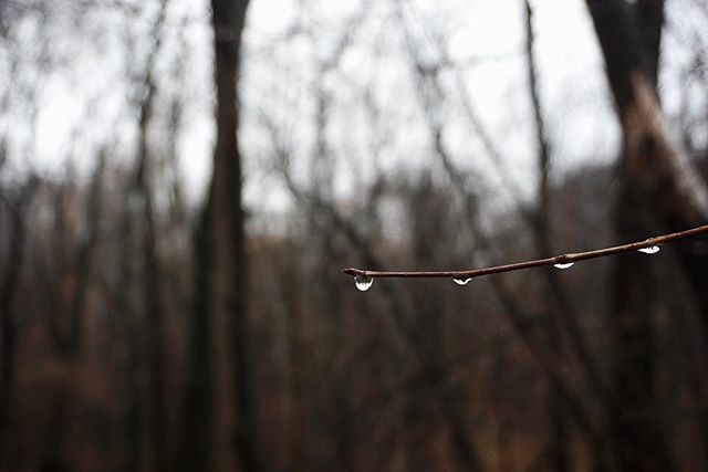 Raindrops cling to a bare branch against a blurred forest backdrop in a tranquil nature scene.
