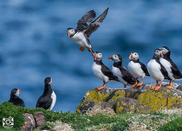 A group of Atlantic puffins gathers on a rocky outcrop by the sea, one in flight. 