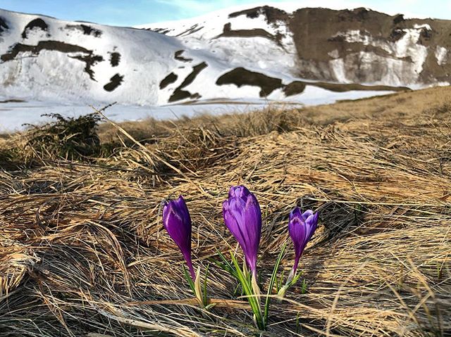 Purple crocuses bloom in a mountain meadow with snow-capped peaks in the background.