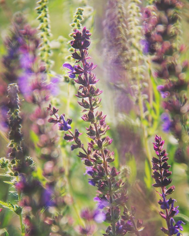 A field of purple salvia flowers in soft focus creates a serene, natural, and dreamlike atmosphere. Perfect for garden design.