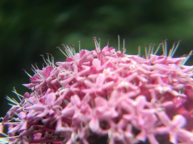 Close-up of pink valerian flowers with delicate white stamens, set against a blurred green background.