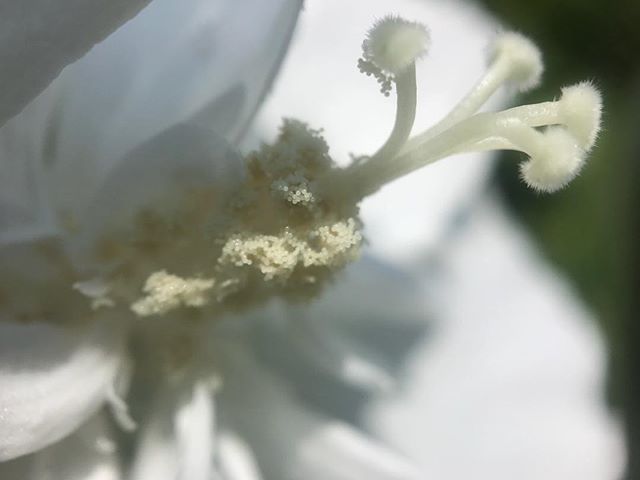 A delicate close-up of a white flower stamen, showcasing its soft textures and pastel tones in shallow depth of field.