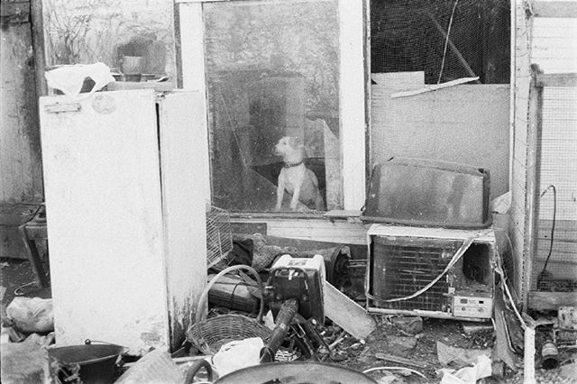 A dog sits in a cluttered area of a backyard, behind a window, surrounded by discarded appliances and other items.