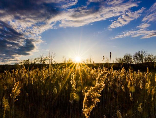 Sun shining over a golden wheat field under a partly cloudy sky in a rural landscape.