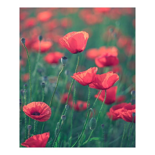 A serene field of red poppies under soft light, perfect for nature-themed projects.