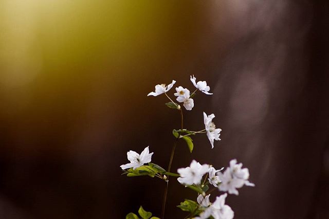 Delicate white flowers bloom against a blurred background, evoking a dreamy and serene atmosphere.