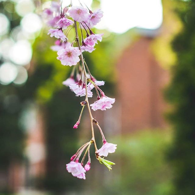 Delicate pink cherry blossoms hang gracefully, creating a serene and dreamy spring scene.